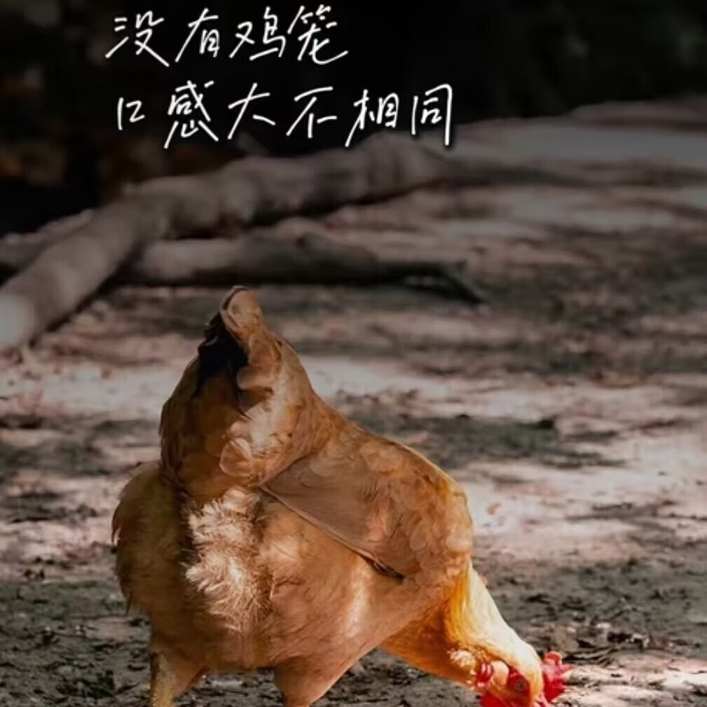 正宗农家散养土鸡蛋新鲜现发
