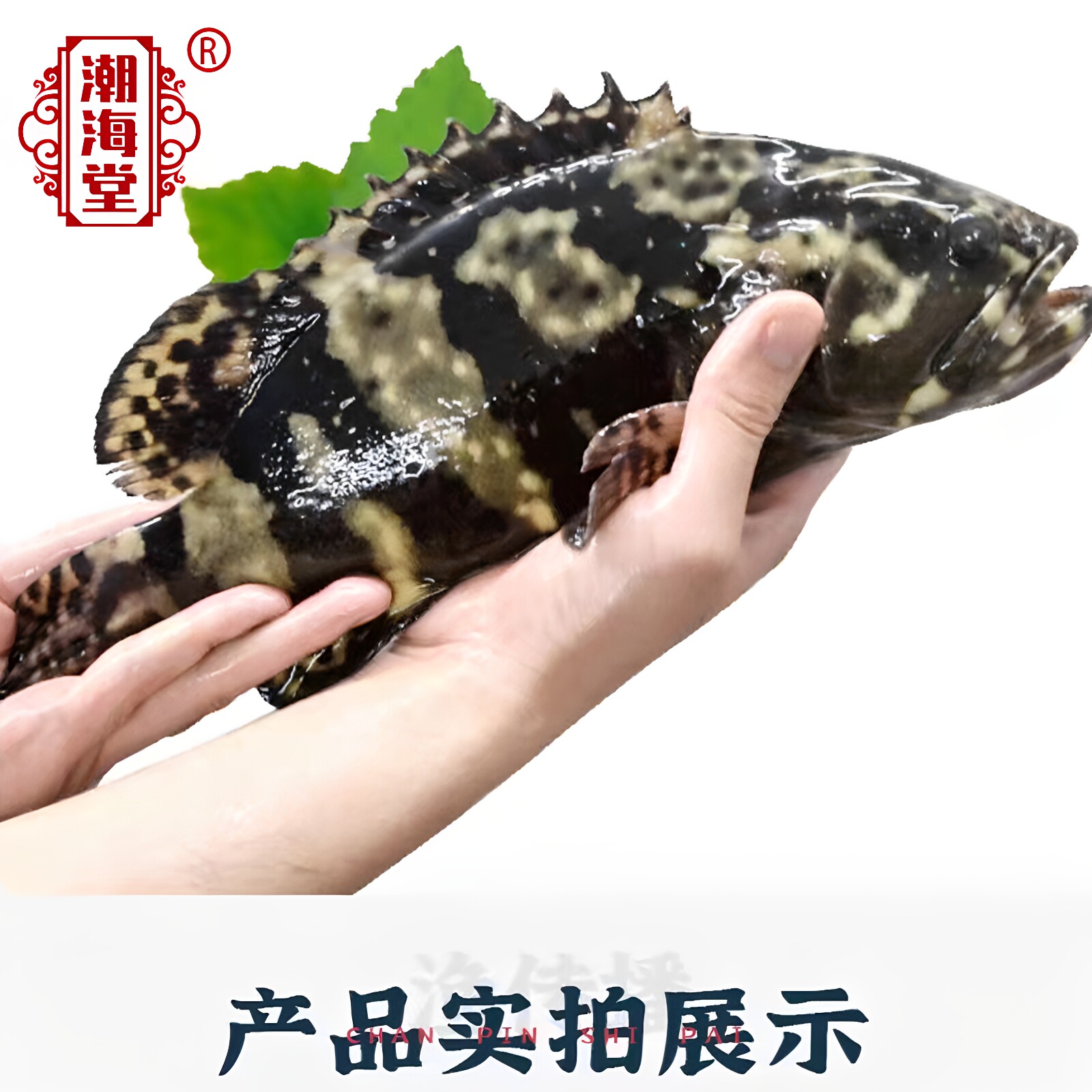 海捕石斑鱼冷冻龙胆珍珠斑鱼斑鱼海鲜水产鱼类原条速冻500g-600g