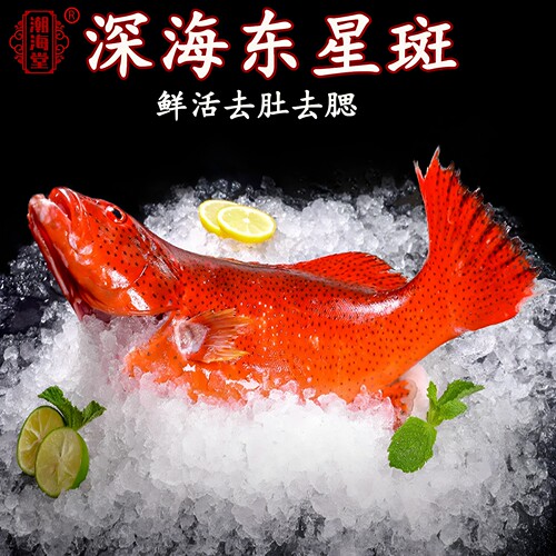 潮海堂东星斑鱼海鱼去鳃去肚新鲜