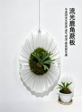 流光鹿角蕨板透光壁挂绿植上板支架种植板悬挂式装饰盆ins风软装