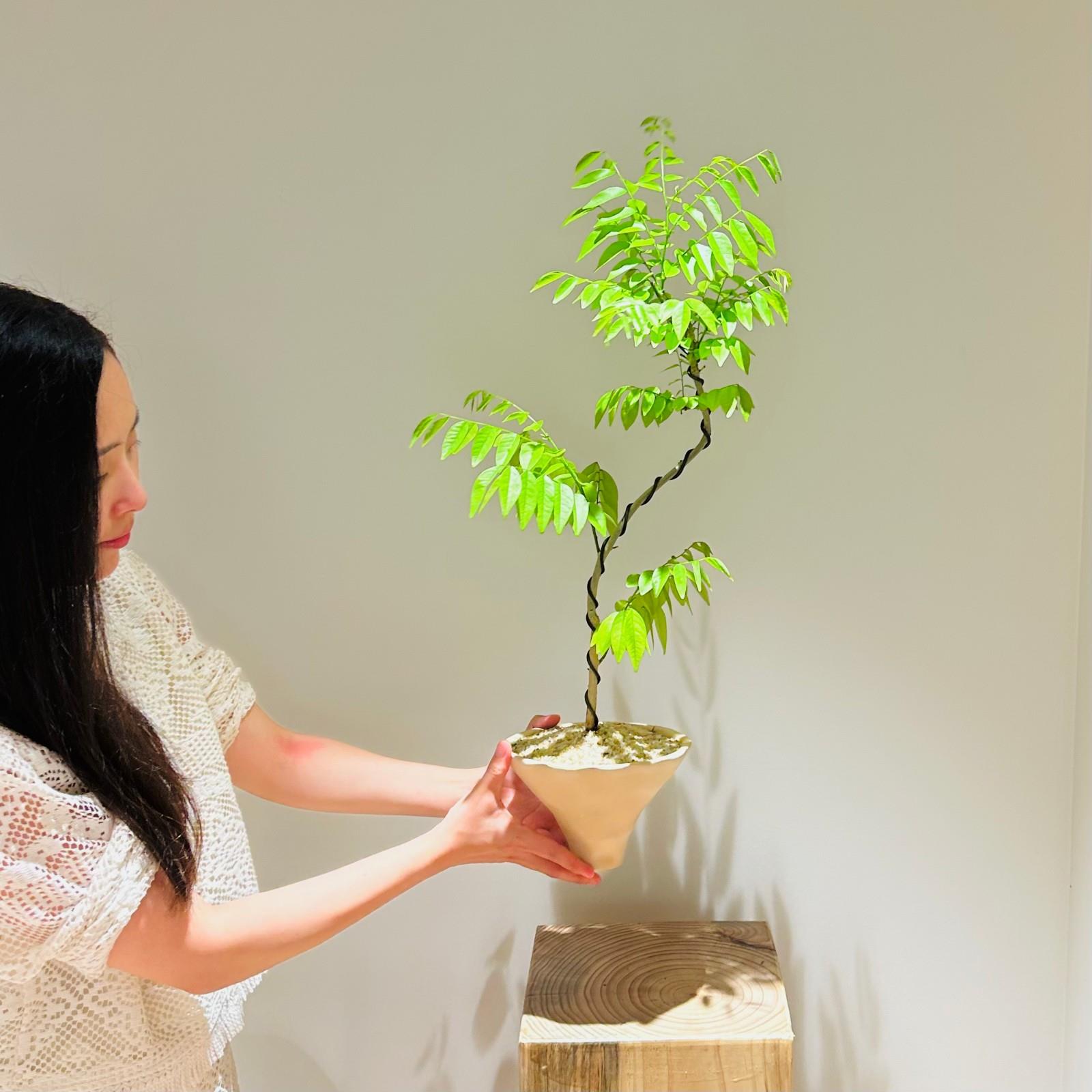 意境禅意造型香枝树盆栽客厅茶室绿植四季常青好养易活植物新中式