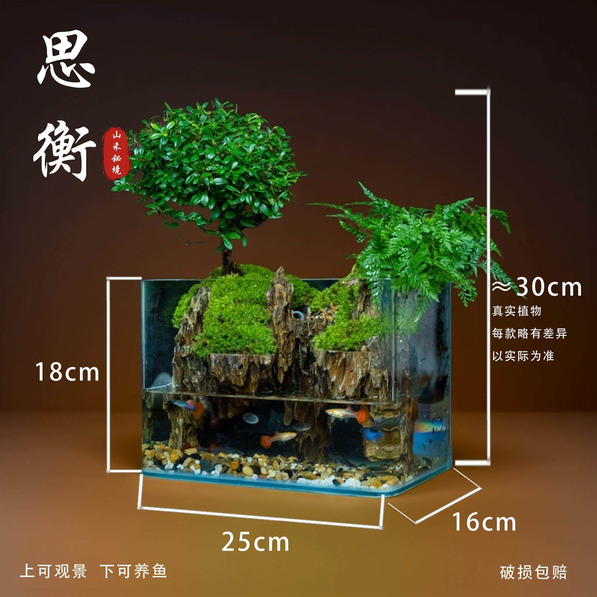 小叶赤楠鱼缸景观成品整