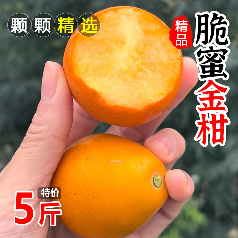 正宗第三代金桔脆蜜金柑！