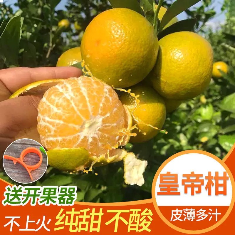 宜昌无籽蜜桔新鲜现摘9斤
