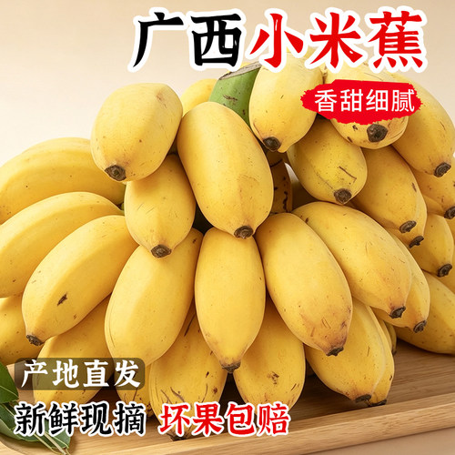 正宗广西小米蕉香蕉9斤新鲜水果整箱当季鲜苹果蕉自然熟粉蕉包邮