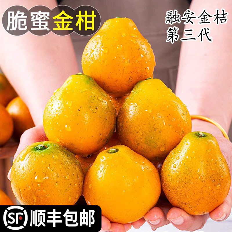 正宗第三代金桔脆蜜金柑！
