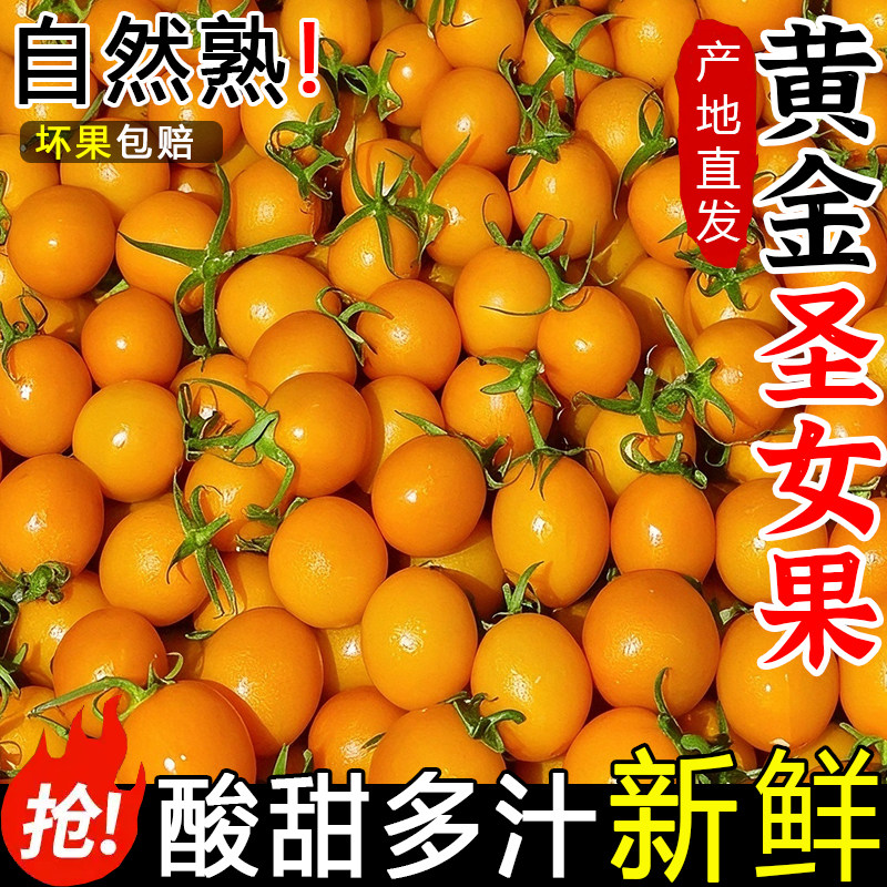 福建黄色圣女果新鲜千禧小番茄5斤自然熟水果小西红柿子蔬菜3斤装