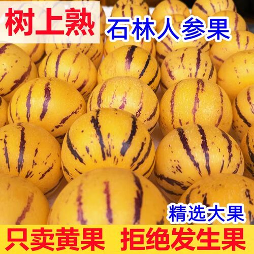 云南石林树上熟人参果
