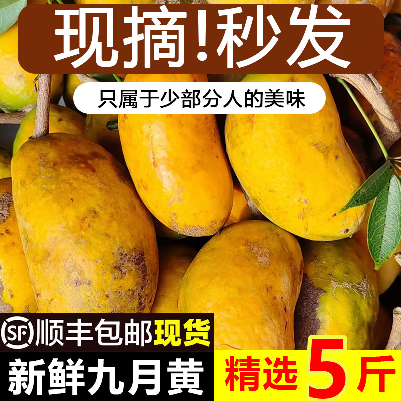 新鲜九月黄5斤应季水果拿麻藤包牛卵坨八月瓜木通果特产顺丰3包邮