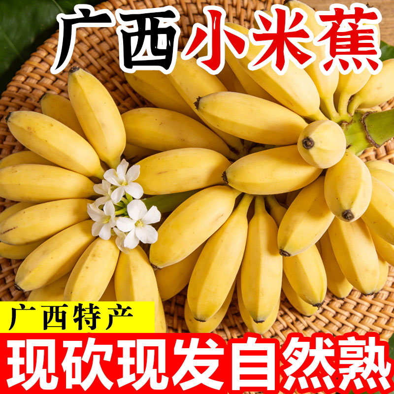 正宗广西小米蕉当季5斤整箱包邮