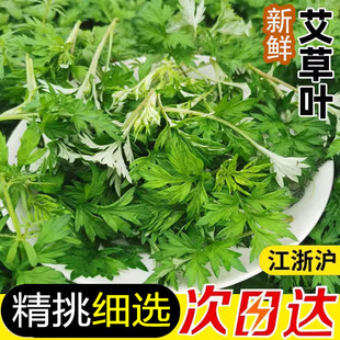 艾草新鲜食用蔬菜现摘清明草粑粑青团3斤艾叶新鲜艾草叶当季蔬菜
