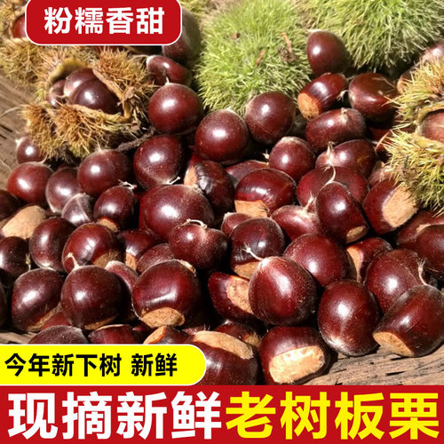 板栗2025新货云南新鲜生迁西小板栗子农家自种高山正宗油板栗现货