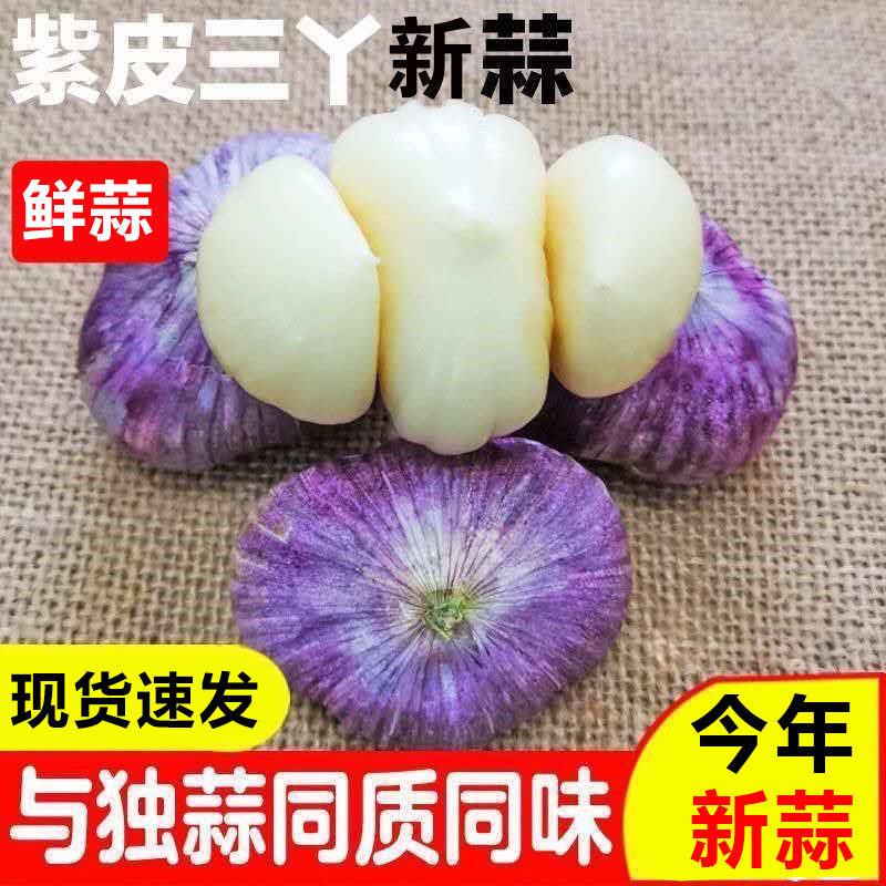2026新鲜云南紫皮三瓣蒜现挖三丫蒜大蒜湿蒜红蒜瓣蒜大蒜头整箱