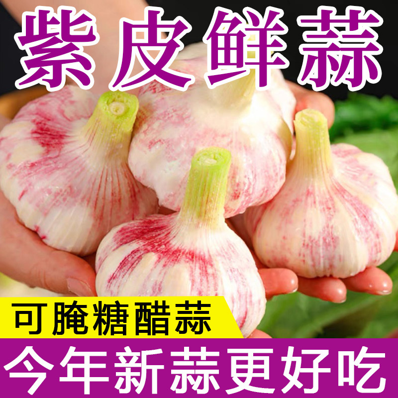 紫白皮大蒜新鲜大蒜头嫩蒜现挖湿蒜多瓣蒜红皮鲜蒜泡蒜腊八蒜头