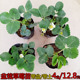 四季 盆栽草莓苗室外北方地栽南方阳台草莓盆栽带果带土当年结果树