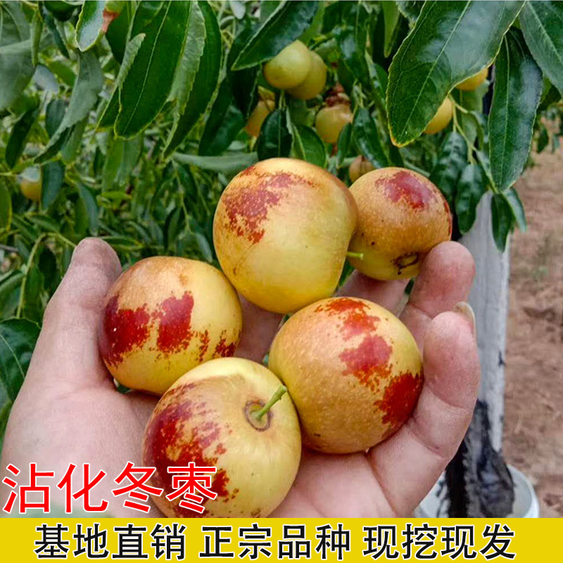 冬枣苗树沾化嫁接二代脆甜