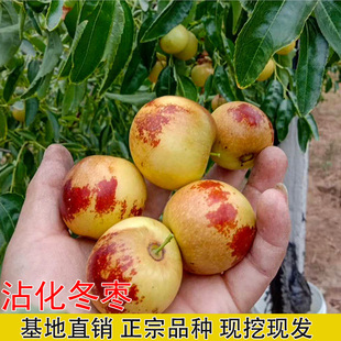 冬枣苗枣树苗沾化冬枣苗嫁接苗二代冬枣树苗脆甜大枣南方北方种植