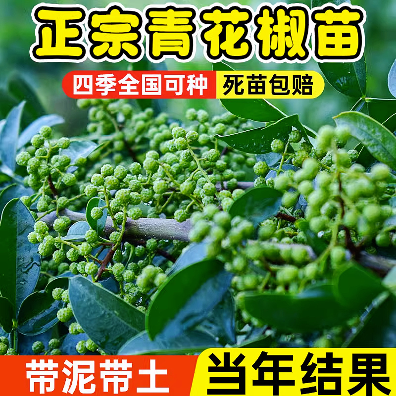 正宗四川汉源藤椒树苗青花