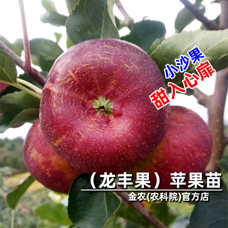 东北龙丰果树苗小苹嫁接耐