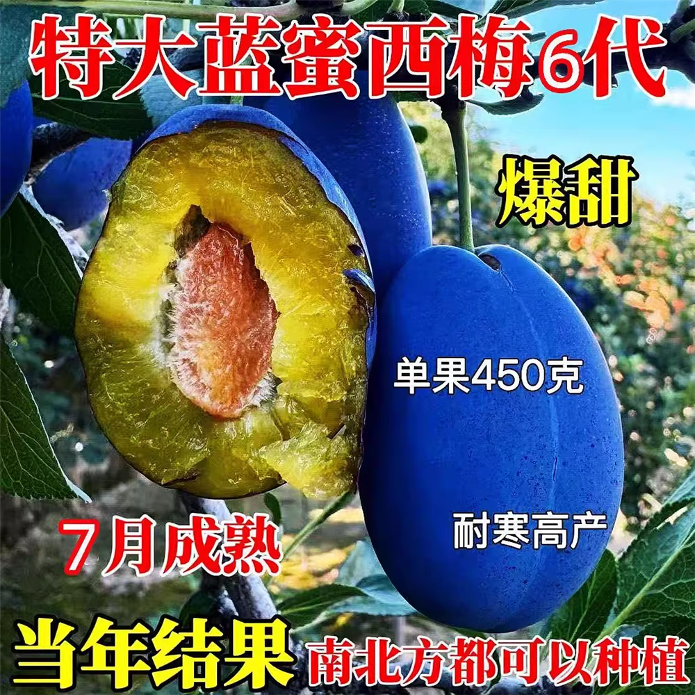 特大嫁接晚熟李子树 新品种蓝蜜西梅李子苗耐寒离核南北方种植
