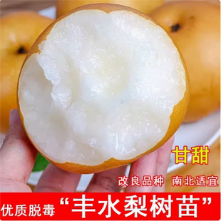 嫁接特大脆梨树苗丰水梨苗当年结果树苗盆栽地栽庭院南方北方种植