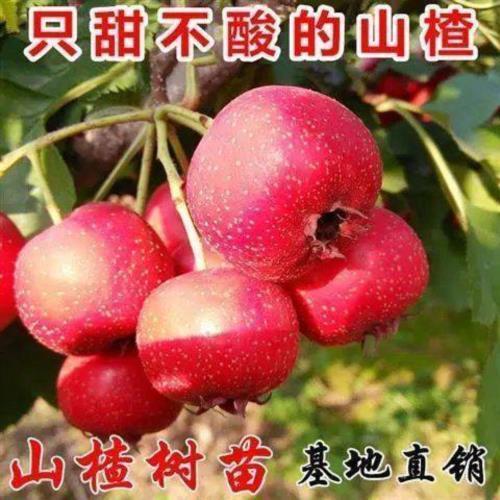 特大甜山楂苗甜红子山楂树苗山楂也有甜的只甜不酸的山楂果树苗