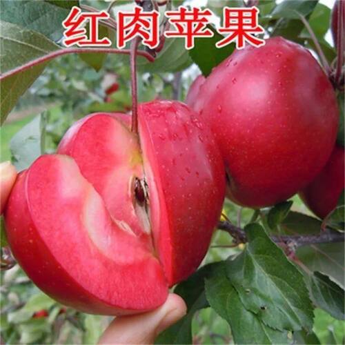 超甜瑞士特大红肉苹果苗色