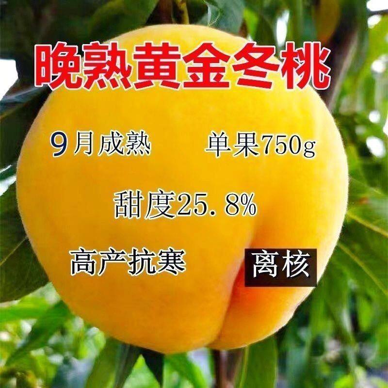 嫁接桃树苗新品种晚熟秋蜜黄桃大果黄金蜜桃脆甜树苗盆栽地栽