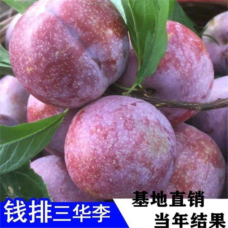 钱排银妃三华李子苗嫁接早图片
