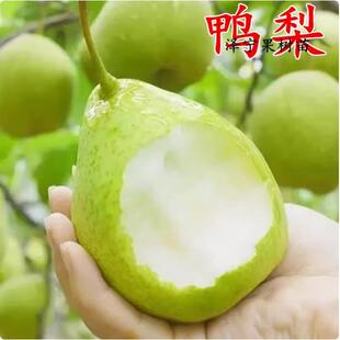 鸭梨树特大嫁接果苗阳台盆栽果树活苗庭院地栽南北方种植当年结果