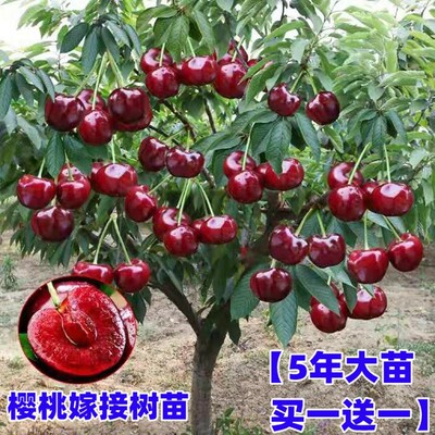 大樱桃车厘子树苗四季水果