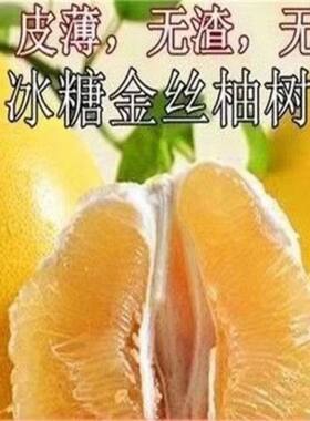 新品种金丝柚子苗冰糖蜜树