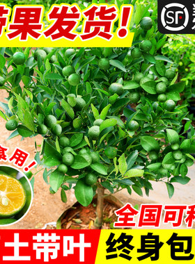 小青柠树苗海南桔香水檬金