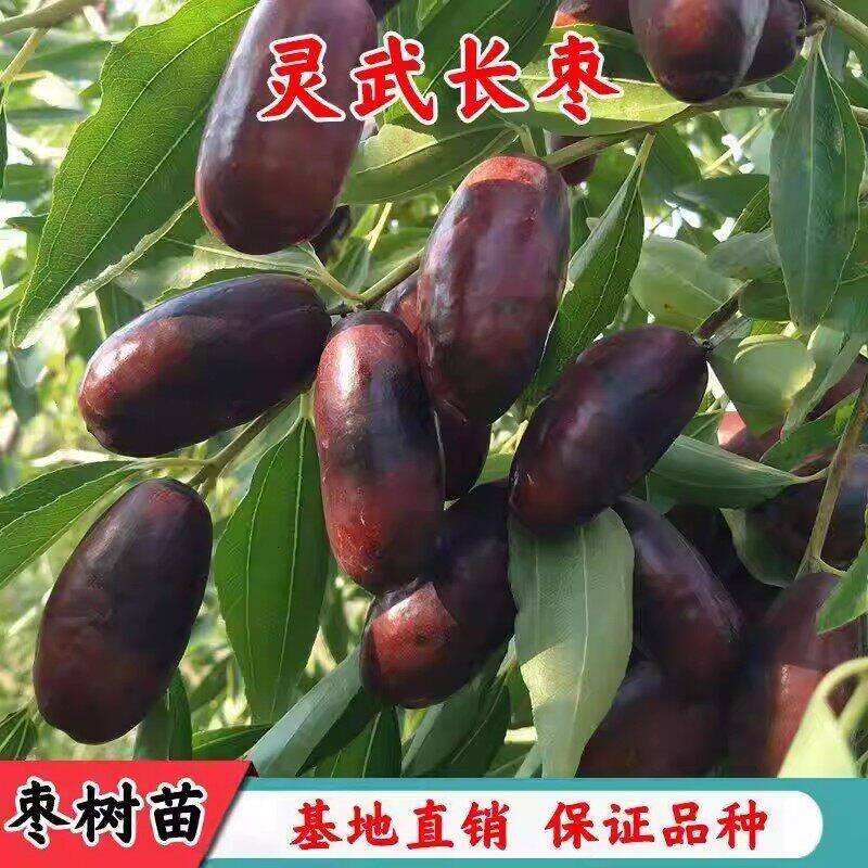 嫁接正宗灵武长枣树苗 特大嫁接枣树活苗超甜 冰糖大枣枣子果树苗