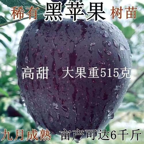 特大冰糖心黑苹果树苗嫁接