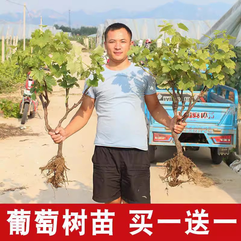 阳光玫瑰葡萄树巨峰蓝宝石