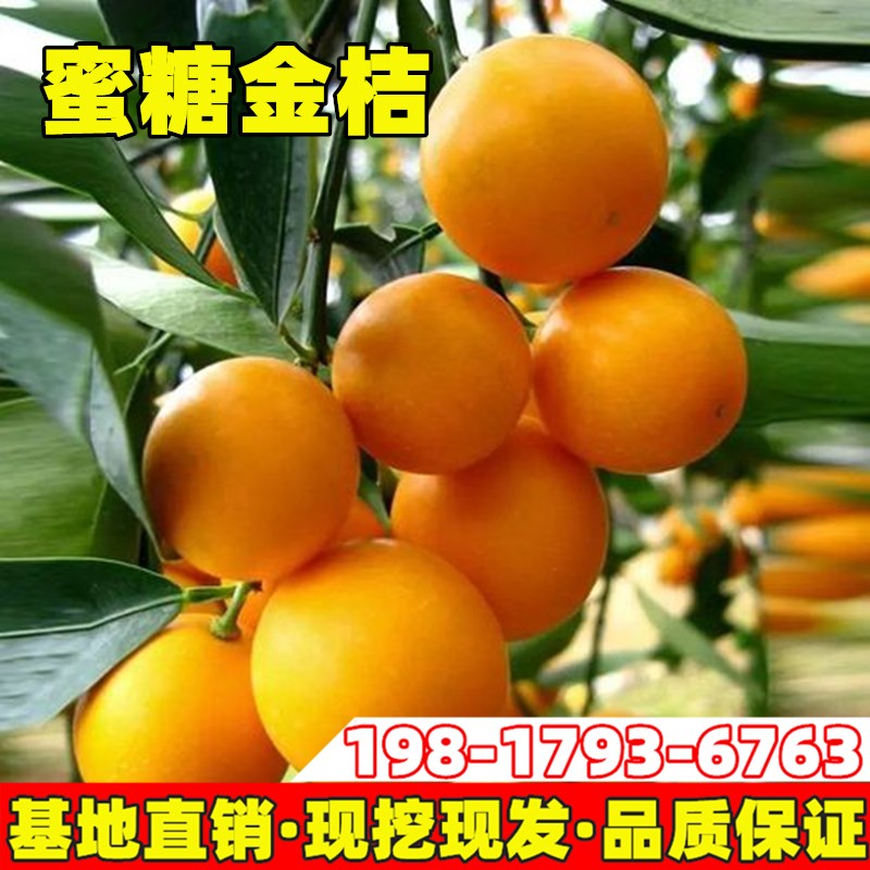 蜜糖金桔果树苗庭院地栽橘