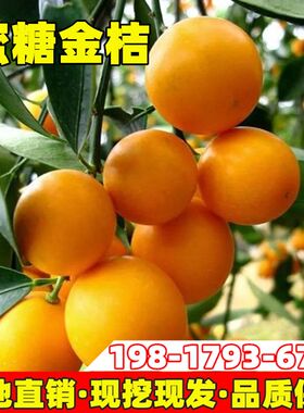蜜糖金桔果树苗庭院地栽橘