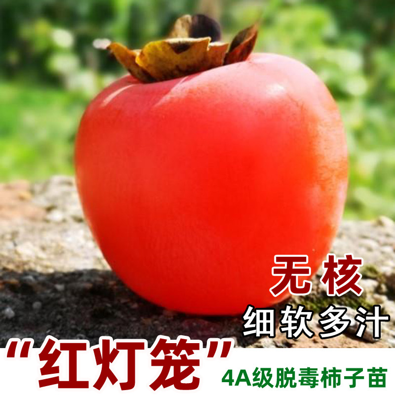 嫁接红灯笼柿子苗树抗寒柿子树苗南方北方种植当年结果果树果苗