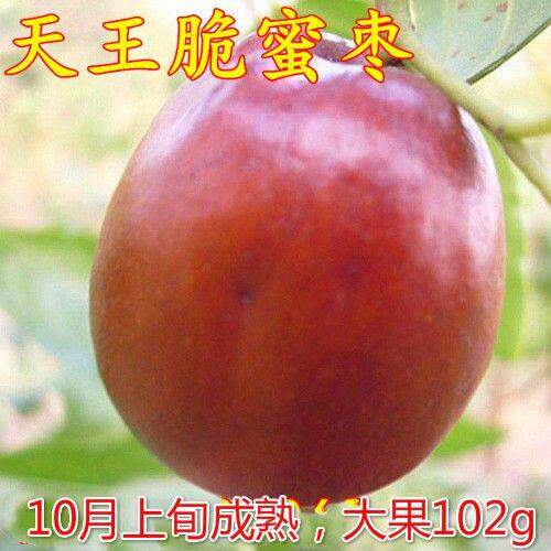 天王脆蜜枣树苗特大果型 冬枣类新品种 高产 特别甜 南方北方种植