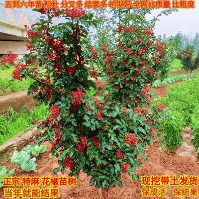 花椒苗树大红袍四川麻小盆