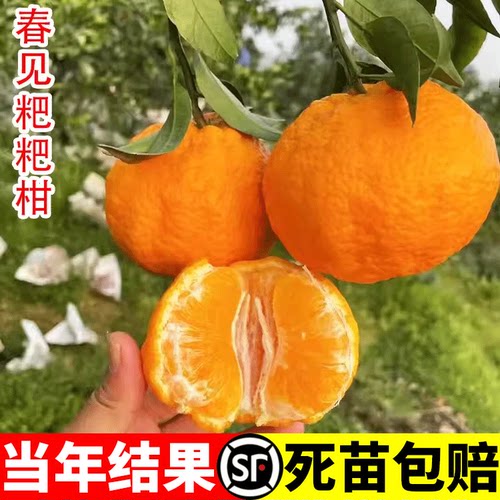 正宗四川春见耙柑树苗嫁接