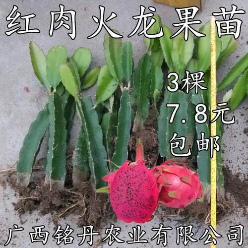 红心火龙果苗盆栽金都一号