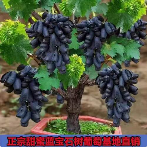 蓝宝石葡萄树苗盆栽矮化不