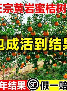 黄岩蜜桔苗嫁接子树无核甜