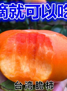 台湾脆柿苗子树果甜嫁接日