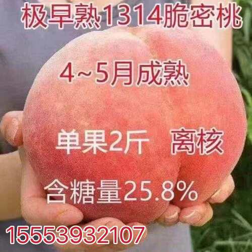 极早熟桃树苗脆蜜嫁接新品