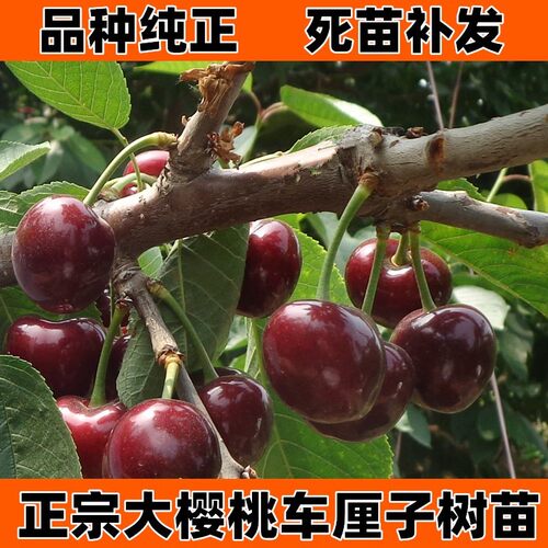 山东烟台当年苗独杆鲁樱三