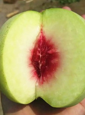 脆甜晚熟1号冬桃苗嫁接冬桃树苗南方北方种植12月成熟单果重550g