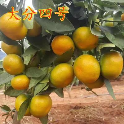 嫁接桔子苗特早熟蜜大分四